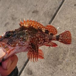 今期　初キジハタ